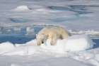 Norway, Svalbard. Male polar bear resting on pack ice in Arctic Ocean. Art Print